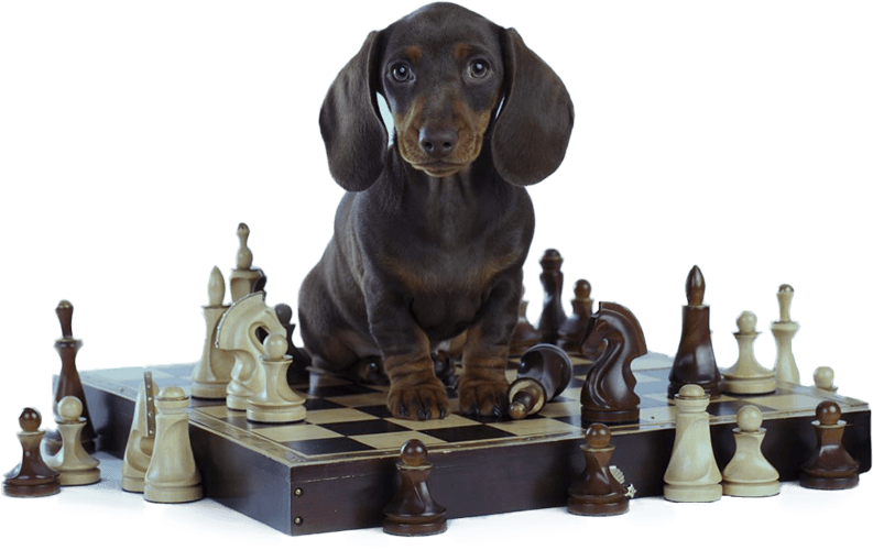 DOG_CHESS_IMG07